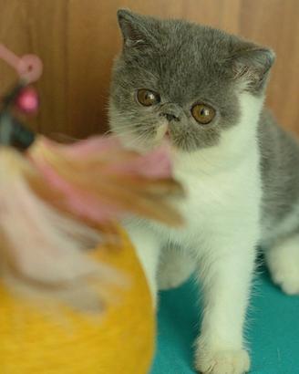 Cucciolo Blu e Bianco di gatti Exotic Shorthair