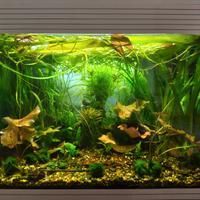 Neocaridine varietà Bloody Mary