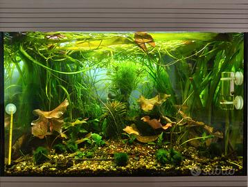 Neocaridine varietà Bloody Mary