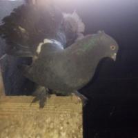 Colombi pavoncelli (ultimi)