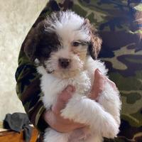 Cucciolo di Lagotto Romagnolo