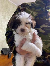 Cucciolo di Lagotto Romagnolo