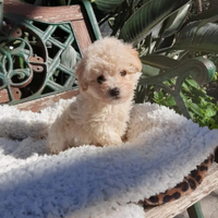 Cuccioli mini toy barboncino maltipoo maltese