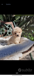 Cuccioli mini toy barboncino maltipoo maltese