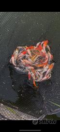Carpe koi giapponesi