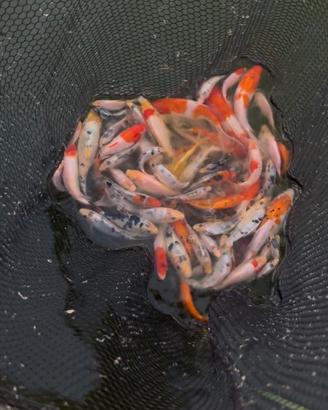 Carpe koi giapponesi