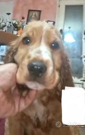 Cucciolo cocker fulvo