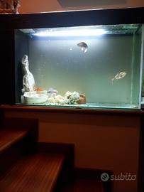 acquario