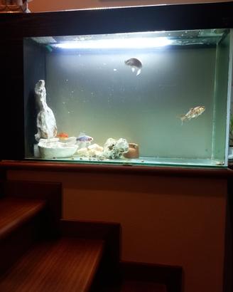 acquario