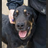 ZELDA dolce patatona