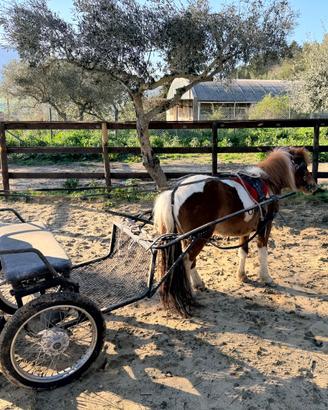 Pony