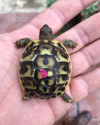 Tartarughe di terra