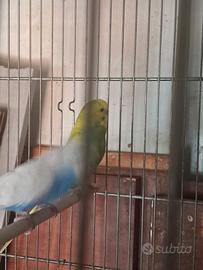 Cocorite