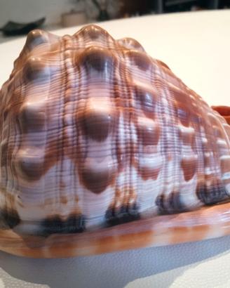 conchiglia elmo rossa Cypraecassis rufa-vintage