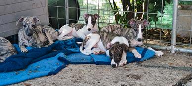 Cuccioli di levriero inglese whippet