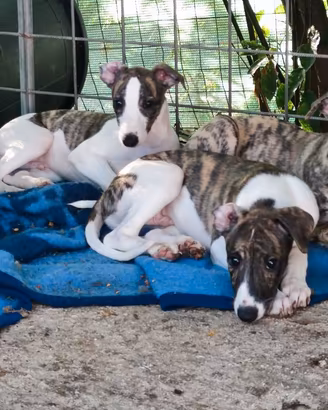 Cuccioli di levriero inglese whippet