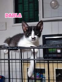 George Darla e Mary, gattini di tre mesi