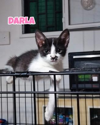 George Darla e Mary, gattini di tre mesi