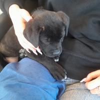Cucciola di cane corso