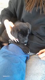 Cucciola di cane corso