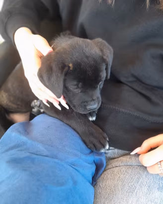 Cucciola di cane corso