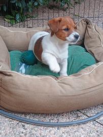 Cucciolo di Jack Russell