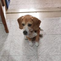 Beagle di 13 anni