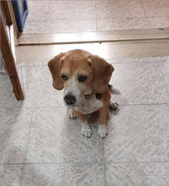 Beagle di 13 anni