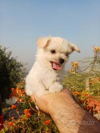 Chihuahua