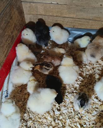 Pulcini faverolles brahma serama onagadori marans
