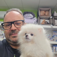 Spitz pomerania linea americana