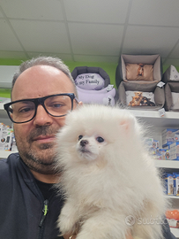 Spitz pomerania linea americana