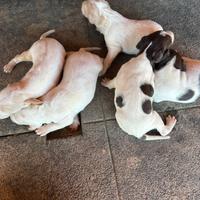 Cuccioli maschi braccopointer