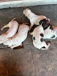 Cuccioli maschi braccopointer