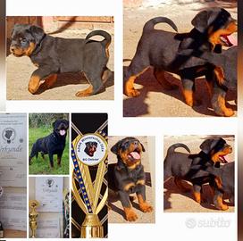 Cuccioli di rottweiler