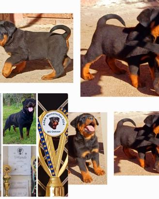 Cuccioli di rottweiler
