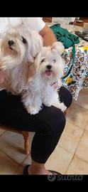 Cucciolo di maltese coreano con pedegree Enci