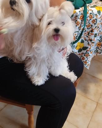 Cucciolo di maltese coreano con pedegree Enci