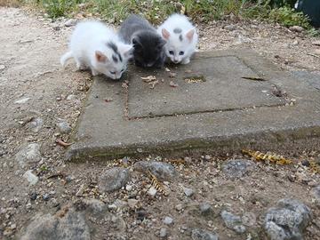Gattini docili e belli ortona chieti