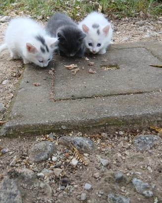 Gattini docili e belli ortona chieti