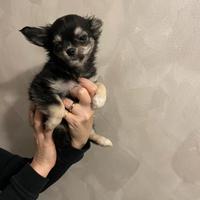 Chihuahua cucciolo