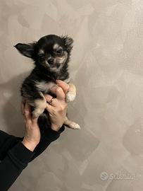 Chihuahua cucciolo