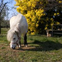 Pony bianco