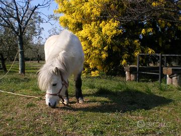 Pony bianco