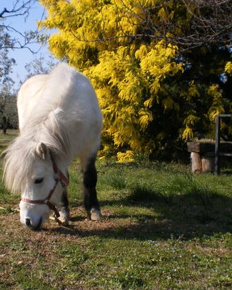 Pony bianco