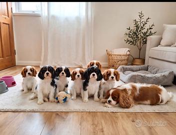 Cavalier king con Pedigree Enci e certificazioni 