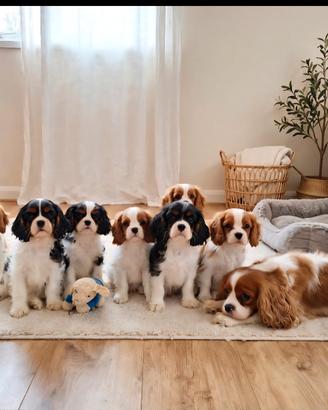 Cavalier king con Pedigree Enci e certificazioni 