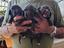 Immagine 6