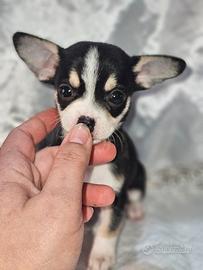 Chihuahua taglia piccola