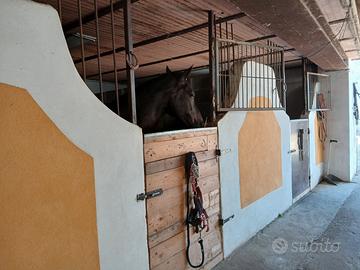 Box per Cavalli